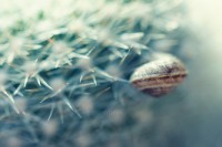 /album/galleria-foto-eleonora-mambrini-micro-world/a7841103-jpg/