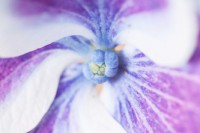 /album/galleria-foto-eleonora-mambrini-micro-world/a2908783-jpg/