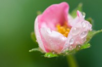 /album/galleria-foto-eleonora-mambrini-micro-world/a3700350-jpg/