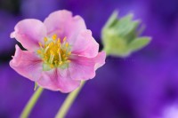 /album/galleria-foto-eleonora-mambrini-micro-world/micro-jpg/