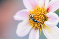 /album/galleria-foto-eleonora-mambrini-micro-world/micro2-jpg/