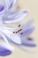 /album/galleria-foto-eleonora-mambrini-micro-world/micro3-jpg/